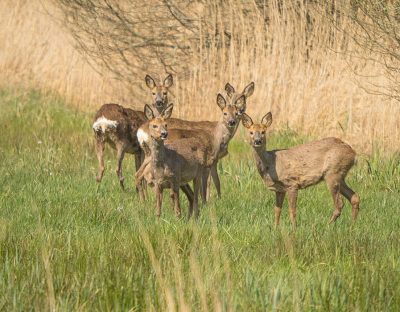 <i class='fa fa-user'></i>&nbsp;Truus Aletta Maan&nbsp;|  Ree&nbsp; <i class='fa fa-eye'>&nbsp;87</i> &nbsp;<i class='fa fa-thumbs-up'>&nbsp;1</i> &nbsp; <i class='fa fa-comment-o'>&nbsp;2</i>