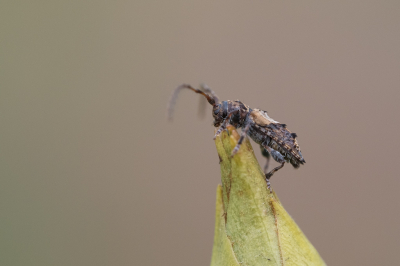 <i class='fa fa-user'></i>&nbsp;Gert-Jan Cromwijk&nbsp;|  Gewone Borstelboktor&nbsp; <i class='fa fa-eye'>&nbsp;59</i> &nbsp; <i class='fa fa-comment-o'>&nbsp;2</i>