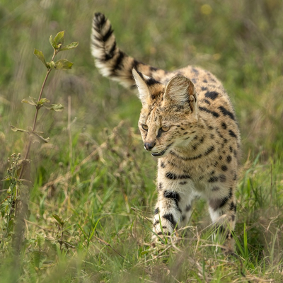 <i class='fa fa-user'></i>&nbsp;harrie69&nbsp;|  Serval&nbsp; <i class='fa fa-eye'>&nbsp;78</i> &nbsp;<i class='fa fa-thumbs-up'>&nbsp;1</i> &nbsp; <i class='fa fa-comment-o'>&nbsp;0</i>