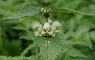 <i class='fa fa-user'></i>&nbsp;Tim Oord&nbsp;|  Witte Dovenetel&nbsp; <i class='fa fa-eye'>&nbsp;45</i> &nbsp;<i class='fa fa-thumbs-up'>&nbsp;1</i> &nbsp; <i class='fa fa-comment-o'>&nbsp;0</i>