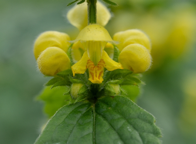 <i class='fa fa-user'></i>&nbsp;Tim Oord&nbsp;|  Gele Dovenetel&nbsp; <i class='fa fa-eye'>&nbsp;54</i> &nbsp;<i class='fa fa-thumbs-up'>&nbsp;2</i> &nbsp; <i class='fa fa-comment-o'>&nbsp;3</i>