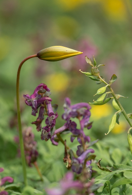 <i class='fa fa-user'></i>&nbsp;Tim Oord&nbsp;|  Bostulp&nbsp; <i class='fa fa-eye'>&nbsp;64</i> &nbsp;<i class='fa fa-thumbs-up'>&nbsp;3</i> &nbsp; <i class='fa fa-comment-o'>&nbsp;2</i>