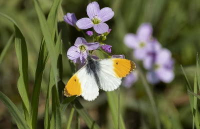 <i class='fa fa-user'></i>&nbsp;momo&nbsp;|  Oranjetipje&nbsp; <i class='fa fa-eye'>&nbsp;79</i> &nbsp;<i class='fa fa-thumbs-up'>&nbsp;4</i> &nbsp; <i class='fa fa-comment-o'>&nbsp;3</i>