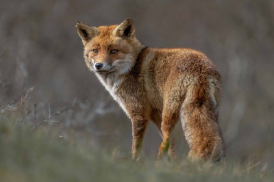 Inmiddels ruim een jaar actief op Birdpix en dacht laat ik ook eens een foto hier plaatsen. Tijdens mijn bezoek bij de AWD kwamen we een vos tegen die bij het weglopen even om keek en ik klaar lag voor het maken van deze foto. Liggend vanuit de hand gemaakt.