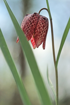 <i class='fa fa-user'></i>&nbsp;Tineke Strijbosch&nbsp;|  Wilde Kievitsbloem&nbsp; <i class='fa fa-eye'>&nbsp;52</i> &nbsp; <i class='fa fa-comment-o'>&nbsp;4</i>