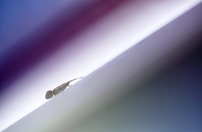 <i class='fa fa-user'></i>&nbsp;Pieter  LJ&nbsp;|  Esperiamot&nbsp; <i class='fa fa-eye'>&nbsp;176</i> &nbsp;<i class='fa fa-thumbs-up'>&nbsp;9</i> &nbsp; <i class='fa fa-comment-o'>&nbsp;6</i>