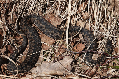 <i class='fa fa-user'></i>&nbsp;Ben Aalders&nbsp;|  Adder&nbsp; <i class='fa fa-eye'>&nbsp;126</i> &nbsp;<i class='fa fa-thumbs-up'>&nbsp;1</i> &nbsp; <i class='fa fa-comment-o'>&nbsp;3</i>