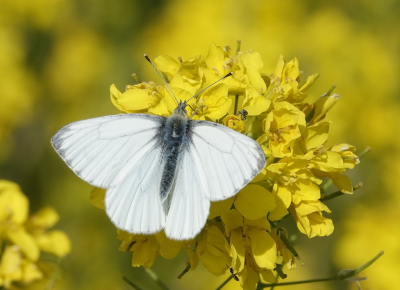 <i class='fa fa-user'></i>&nbsp;ko katsman&nbsp;|  Klein Geaderd Witje&nbsp; <i class='fa fa-eye'>&nbsp;83</i> &nbsp;<i class='fa fa-thumbs-up'>&nbsp;2</i> &nbsp; <i class='fa fa-comment-o'>&nbsp;1</i>