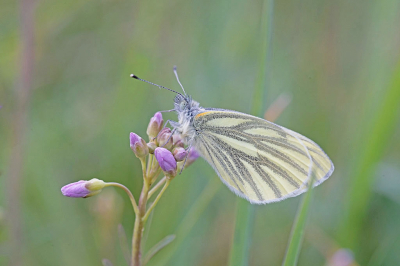 <i class='fa fa-user'></i>&nbsp;David Ruijs&nbsp;|  Klein Geaderd Witje&nbsp; <i class='fa fa-eye'>&nbsp;68</i> &nbsp;<i class='fa fa-thumbs-up'>&nbsp;7</i> &nbsp; <i class='fa fa-comment-o'>&nbsp;3</i>