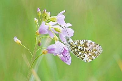 <i class='fa fa-user'></i>&nbsp;David Ruijs&nbsp;|  Oranjetipje&nbsp; <i class='fa fa-eye'>&nbsp;80</i> &nbsp;<i class='fa fa-thumbs-up'>&nbsp;3</i> &nbsp; <i class='fa fa-comment-o'>&nbsp;1</i>