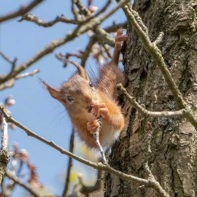 <i class='fa fa-user'></i>&nbsp;harrie69&nbsp;|  Eekhoorn&nbsp; <i class='fa fa-eye'>&nbsp;65</i> &nbsp; <i class='fa fa-comment-o'>&nbsp;2</i>