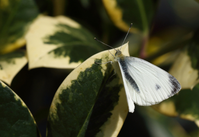 BESTE BESTE

Vanmorgen bij het langslopen vloog dit witje op van de Bonte Hulst in onze gemeenschappelijke tuin. Had was nog wat koud en de vlinder keerde direct weer terug naar de beschutte plek in de zon. Snel de camera opgehaald en een flink aantal opnames kunnen maken.
Het verbaast me nog steeds hoe snel deze soort zich hier heeft weten te verspreiden. Van nieuw in Nederland in 2015 tot al vrij algemeen (eigen waarnemingen) hier in de regio.
Het betreft hier een mannetje, te herkennen aan de enkele zwarte vlek oo de voorvleugel.