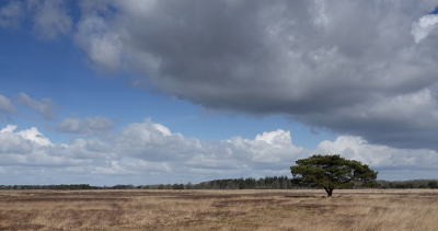 <i class='fa fa-user'></i>&nbsp;Ben Aalders&nbsp;|  Doldersummerveld&nbsp; <i class='fa fa-eye'>&nbsp;85</i> &nbsp;<i class='fa fa-thumbs-up'>&nbsp;3</i> &nbsp; <i class='fa fa-comment-o'>&nbsp;3</i>