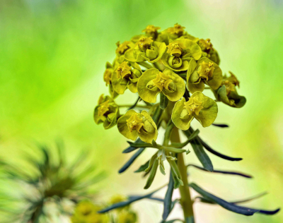 <i class='fa fa-user'></i>&nbsp;janvangastel&nbsp;|  Cipreswolfsmelk&nbsp; <i class='fa fa-eye'>&nbsp;64</i> &nbsp; <i class='fa fa-comment-o'>&nbsp;1</i>