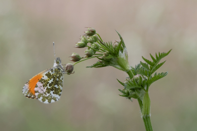 <i class='fa fa-user'></i>&nbsp;Johan van Gurp&nbsp;|  Oranjetipje&nbsp; <i class='fa fa-eye'>&nbsp;106</i> &nbsp;<i class='fa fa-thumbs-up'>&nbsp;11</i> &nbsp; <i class='fa fa-comment-o'>&nbsp;5</i>