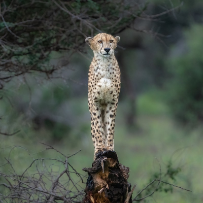 <i class='fa fa-user'></i>&nbsp;harrie69&nbsp;|  Jachtluipaard&nbsp; <i class='fa fa-eye'>&nbsp;102</i> &nbsp;<i class='fa fa-thumbs-up'>&nbsp;2</i> &nbsp; <i class='fa fa-comment-o'>&nbsp;3</i>