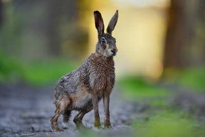 <i class='fa fa-user'></i>&nbsp;robert-jan&nbsp;|  Haas&nbsp; <i class='fa fa-eye'>&nbsp;93</i> &nbsp;<i class='fa fa-thumbs-up'>&nbsp;6</i> &nbsp; <i class='fa fa-comment-o'>&nbsp;5</i>