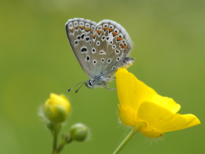 <i class='fa fa-user'></i>&nbsp;Mignon-Creative&nbsp;|  Icarusblauwtje&nbsp; <i class='fa fa-eye'>&nbsp;64</i> &nbsp;<i class='fa fa-thumbs-up'>&nbsp;4</i> &nbsp; <i class='fa fa-comment-o'>&nbsp;1</i>