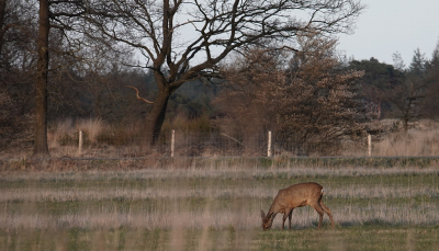 <i class='fa fa-user'></i>&nbsp;Ben Aalders&nbsp;|  Ree&nbsp; <i class='fa fa-eye'>&nbsp;70</i> &nbsp;<i class='fa fa-thumbs-up'>&nbsp;1</i> &nbsp; <i class='fa fa-comment-o'>&nbsp;1</i>