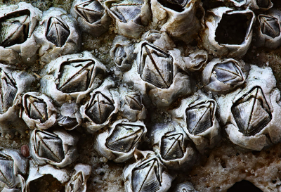 <i class='fa fa-user'></i>&nbsp;Pieter  LJ&nbsp;|  Gewone Zeepok&nbsp; <i class='fa fa-eye'>&nbsp;84</i> &nbsp;<i class='fa fa-thumbs-up'>&nbsp;4</i> &nbsp; <i class='fa fa-comment-o'>&nbsp;10</i>