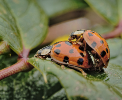 <i class='fa fa-user'></i>&nbsp;janvangastel&nbsp;|  Aziatisch Lieveheersbeestje&nbsp; <i class='fa fa-eye'>&nbsp;55</i> &nbsp;<i class='fa fa-thumbs-up'>&nbsp;1</i> &nbsp; <i class='fa fa-comment-o'>&nbsp;5</i>