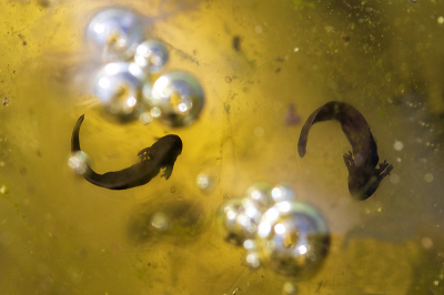 <i class='fa fa-user'></i>&nbsp;Bertus&nbsp;|  Bruine Kikker&nbsp; <i class='fa fa-eye'>&nbsp;98</i> &nbsp;<i class='fa fa-thumbs-up'>&nbsp;2</i> &nbsp; <i class='fa fa-comment-o'>&nbsp;9</i>