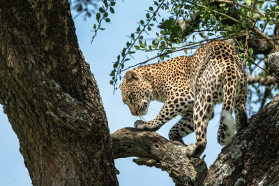 <i class='fa fa-user'></i>&nbsp;harrie69&nbsp;|  Luipaard&nbsp; <i class='fa fa-eye'>&nbsp;65</i> &nbsp;<i class='fa fa-thumbs-up'>&nbsp;1</i> &nbsp; <i class='fa fa-comment-o'>&nbsp;0</i>