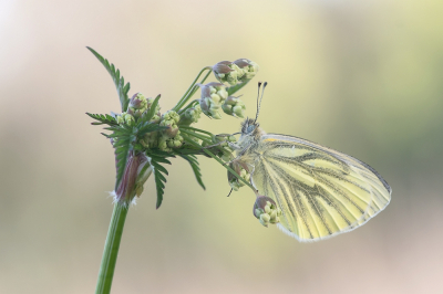 <i class='fa fa-user'></i>&nbsp;Johan van Gurp&nbsp;|  Klein Geaderd Witje&nbsp; <i class='fa fa-eye'>&nbsp;63</i> &nbsp;<i class='fa fa-thumbs-up'>&nbsp;7</i> &nbsp; <i class='fa fa-comment-o'>&nbsp;4</i>