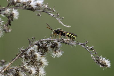 <i class='fa fa-user'></i>&nbsp;Martin Verbeeten&nbsp;|  Roodsprietwespbij&nbsp; <i class='fa fa-eye'>&nbsp;65</i> &nbsp;<i class='fa fa-thumbs-up'>&nbsp;2</i> &nbsp; <i class='fa fa-comment-o'>&nbsp;2</i>