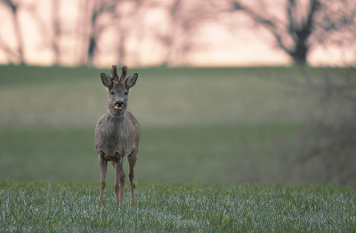 <i class='fa fa-user'></i>&nbsp;Eric Gibcus&nbsp;|  Ree&nbsp; <i class='fa fa-eye'>&nbsp;70</i> &nbsp; <i class='fa fa-comment-o'>&nbsp;2</i>