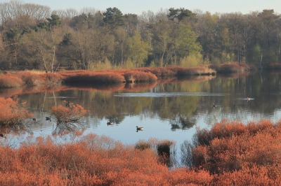 <i class='fa fa-user'></i>&nbsp;Tineke Strijbosch&nbsp;|  Bloeiende gagel in natuurgebied Siepelveen&nbsp; <i class='fa fa-eye'>&nbsp;79</i> &nbsp;<i class='fa fa-thumbs-up'>&nbsp;5</i> &nbsp; <i class='fa fa-comment-o'>&nbsp;5</i>