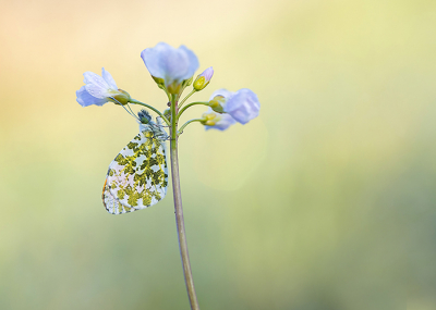 <i class='fa fa-user'></i>&nbsp;Tom&nbsp;|  Oranjetipje&nbsp; <i class='fa fa-eye'>&nbsp;86</i> &nbsp;<i class='fa fa-thumbs-up'>&nbsp;5</i> &nbsp; <i class='fa fa-comment-o'>&nbsp;6</i>