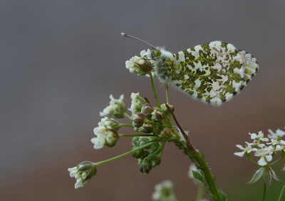 <i class='fa fa-user'></i>&nbsp;Ad Sprang&nbsp;|  Oranjetipje&nbsp; <i class='fa fa-eye'>&nbsp;79</i> &nbsp;<i class='fa fa-thumbs-up'>&nbsp;1</i> &nbsp; <i class='fa fa-comment-o'>&nbsp;6</i>