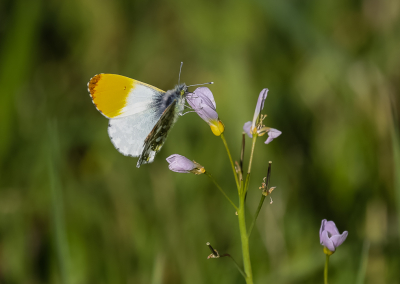 <i class='fa fa-user'></i>&nbsp;David&nbsp;|  Oranjetipje&nbsp; <i class='fa fa-eye'>&nbsp;66</i> &nbsp;<i class='fa fa-thumbs-up'>&nbsp;3</i> &nbsp; <i class='fa fa-comment-o'>&nbsp;3</i>