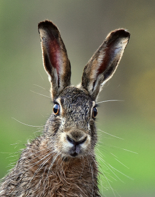 <i class='fa fa-user'></i>&nbsp;robert-jan&nbsp;|  Haas&nbsp; <i class='fa fa-eye'>&nbsp;69</i> &nbsp;<i class='fa fa-thumbs-up'>&nbsp;1</i> &nbsp; <i class='fa fa-comment-o'>&nbsp;4</i>