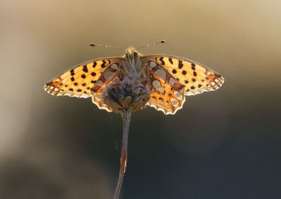 <i class='fa fa-user'></i>&nbsp;Jurgen Maassen&nbsp;|  Kleine Parelmoervlinder&nbsp; <i class='fa fa-eye'>&nbsp;92</i> &nbsp;<i class='fa fa-thumbs-up'>&nbsp;10</i> &nbsp; <i class='fa fa-comment-o'>&nbsp;8</i>