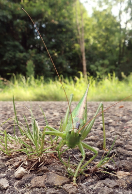 Tijdens onze zomervakantie hebben we veel gefietst, zo kwamen we deze grote groene sabelsprinkhaan op een rustige weg tegen. Ze is hier haar eitjes aan het afzetten. Ik begrijp toch nog steeds niet waarom ze dat zo graag op de weg doen...... Lijkt mij gevaarlijk voor jezelf en ook voor het kleine grut.