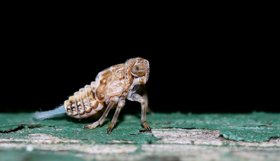 Laatst liet ik al een foto van deze cicade zien, die ik vond tijdens mijn 'jacht' op springstaartjes. Op dit moment zit ik nog met mijn been omhoog op de bank, na een operatie, en ben ik dus wat foto's aan het bekijken van mezelf. Kwam deze serie weer tegen en vond dit ook nog wel een leuke aanvulling voor hier.