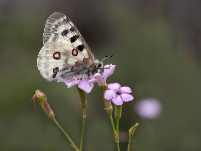 <i class='fa fa-user'></i>&nbsp;Mignon-Creative&nbsp;|  Apollovlinder&nbsp; <i class='fa fa-eye'>&nbsp;95</i> &nbsp;<i class='fa fa-thumbs-up'>&nbsp;9</i> &nbsp; <i class='fa fa-comment-o'>&nbsp;8</i>