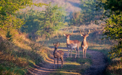 <i class='fa fa-user'></i>&nbsp;Eef Kieft&nbsp;|  Ree&nbsp; <i class='fa fa-eye'>&nbsp;123</i> &nbsp;<i class='fa fa-thumbs-up'>&nbsp;2</i> &nbsp; <i class='fa fa-comment-o'>&nbsp;4</i>