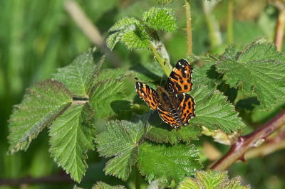 <i class='fa fa-user'></i>&nbsp;kooyammers&nbsp;|  Landkaartje&nbsp; <i class='fa fa-eye'>&nbsp;62</i> &nbsp;<i class='fa fa-thumbs-up'>&nbsp;2</i> &nbsp; <i class='fa fa-comment-o'>&nbsp;3</i>