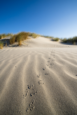 <i class='fa fa-user'></i>&nbsp;Arjen Drost&nbsp;|  Rugstreeppad&nbsp; <i class='fa fa-eye'>&nbsp;112</i> &nbsp; <i class='fa fa-comment-o'>&nbsp;7</i>