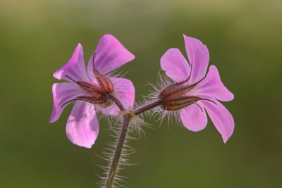 <i class='fa fa-user'></i>&nbsp;Nel R&nbsp;|  Robertskruid&nbsp; <i class='fa fa-eye'>&nbsp;71</i> &nbsp;<i class='fa fa-thumbs-up'>&nbsp;8</i> &nbsp; <i class='fa fa-comment-o'>&nbsp;4</i>