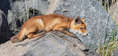 <i class='fa fa-user'></i>&nbsp;pietwil&nbsp;|  Vos&nbsp; <i class='fa fa-eye'>&nbsp;140</i> &nbsp;<i class='fa fa-thumbs-up'>&nbsp;2</i> &nbsp; <i class='fa fa-comment-o'>&nbsp;3</i>