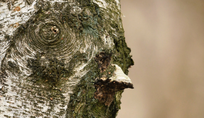 <i class='fa fa-user'></i>&nbsp;Eric Gibcus&nbsp;|  Berk sp.&nbsp; <i class='fa fa-eye'>&nbsp;70</i> &nbsp; <i class='fa fa-comment-o'>&nbsp;3</i>