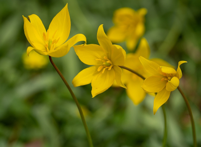 <i class='fa fa-user'></i>&nbsp;Tim Oord&nbsp;|  Bostulp&nbsp; <i class='fa fa-eye'>&nbsp;57</i> &nbsp;<i class='fa fa-thumbs-up'>&nbsp;4</i> &nbsp; <i class='fa fa-comment-o'>&nbsp;4</i>