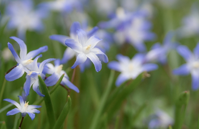 <i class='fa fa-user'></i>&nbsp;Tim Oord&nbsp;|  Grote Sneeuwroem&nbsp; <i class='fa fa-eye'>&nbsp;55</i> &nbsp; <i class='fa fa-comment-o'>&nbsp;1</i>