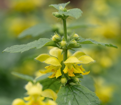 <i class='fa fa-user'></i>&nbsp;Tim Oord&nbsp;|  Gele Dovenetel&nbsp; <i class='fa fa-eye'>&nbsp;53</i> &nbsp;<i class='fa fa-thumbs-up'>&nbsp;1</i> &nbsp; <i class='fa fa-comment-o'>&nbsp;5</i>