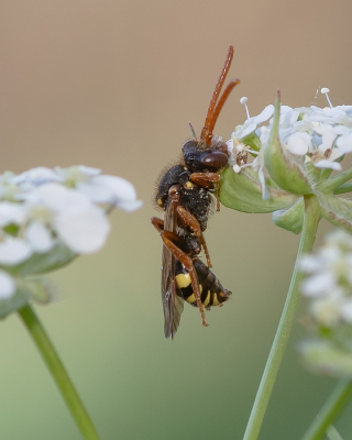 <i class='fa fa-user'></i>&nbsp;Johan van Gurp&nbsp;|  Roodsprietwespbij&nbsp; <i class='fa fa-eye'>&nbsp;69</i> &nbsp;<i class='fa fa-thumbs-up'>&nbsp;2</i> &nbsp; <i class='fa fa-comment-o'>&nbsp;4</i>