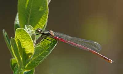 <i class='fa fa-user'></i>&nbsp;nelappelmelk&nbsp;|  Vuurjuffer&nbsp; <i class='fa fa-eye'>&nbsp;70</i> &nbsp;<i class='fa fa-thumbs-up'>&nbsp;4</i> &nbsp; <i class='fa fa-comment-o'>&nbsp;4</i>